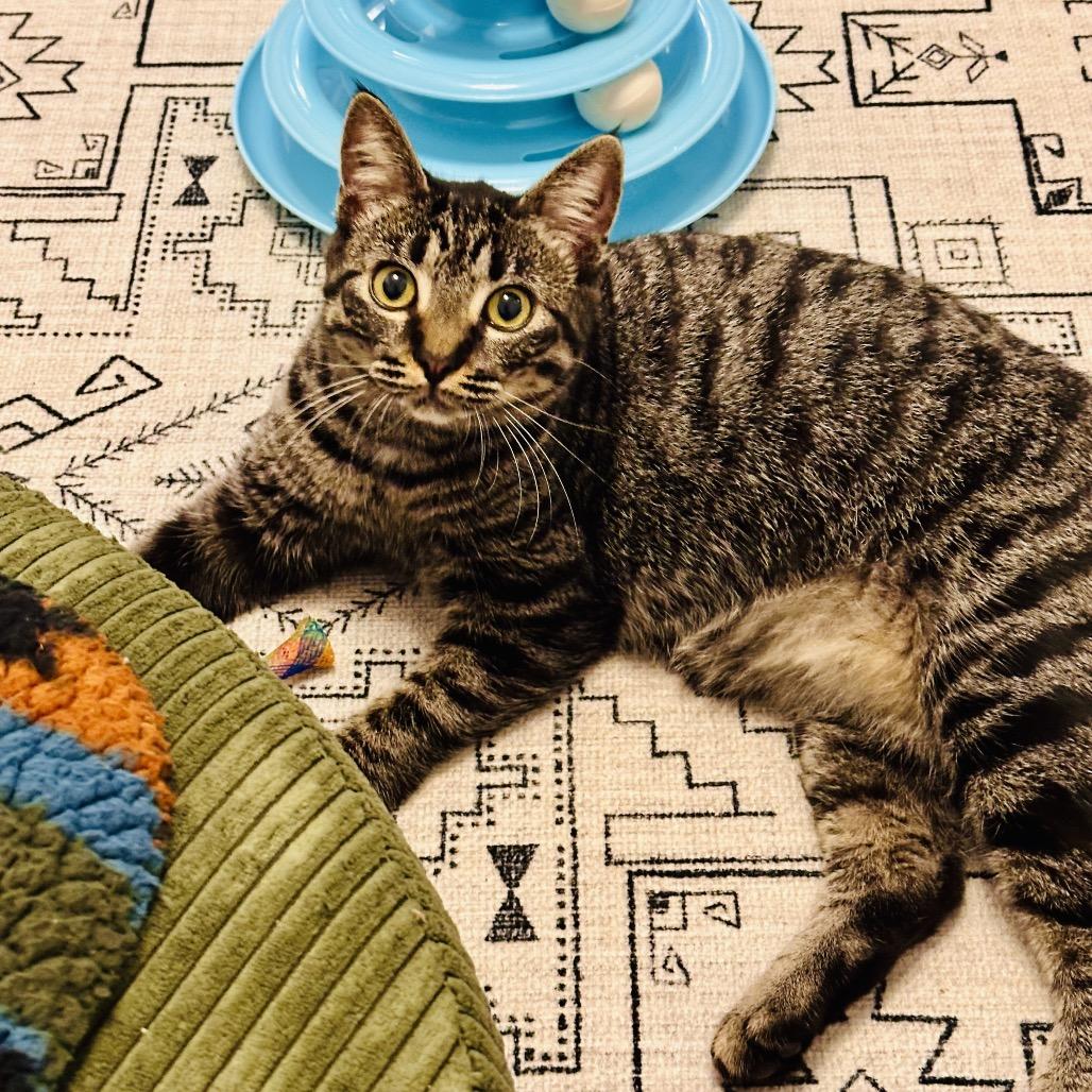 Enlarge Yelena, a Adoptable Domestic Short Hair in Ponte Vedra Beach, FL image 3/4