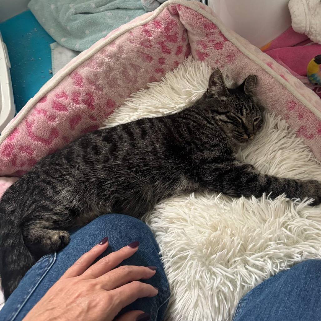 Enlarge Yelena, a Adoptable Domestic Short Hair in Ponte Vedra Beach, FL image 3/3