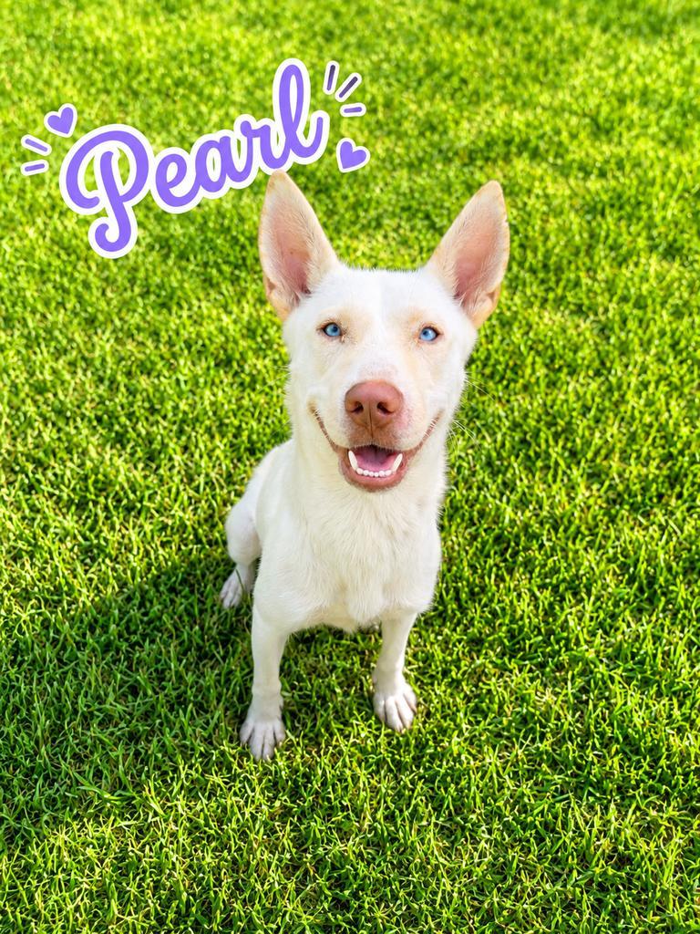 Pearl, Adoptable, Young Female Husky.