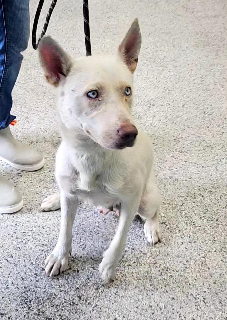 Enlarge Pearl, a Adoptable mixed breed in Livingston, LA image 2/3