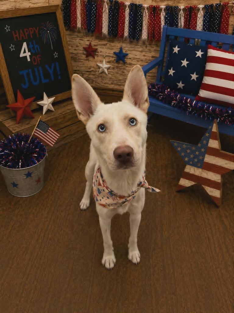 Enlarge Pearl, a Adoptable mixed breed in Livingston, LA image 3/3