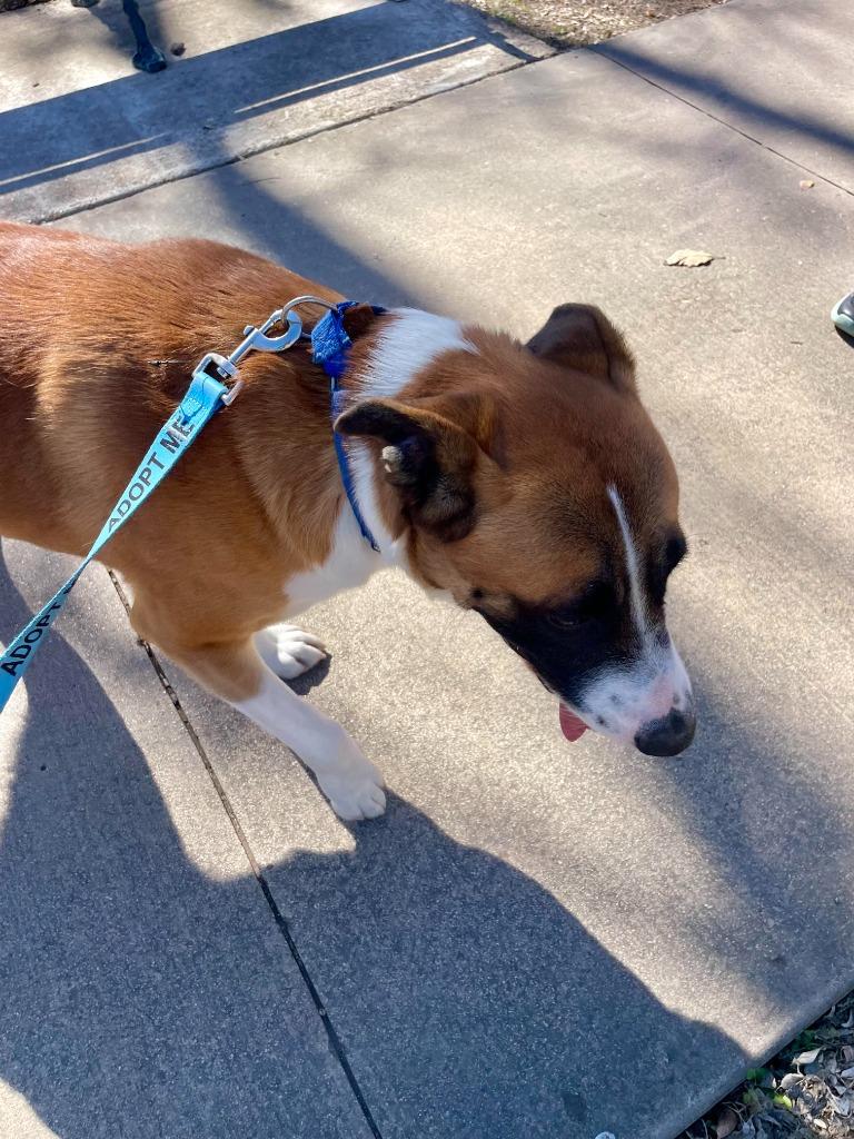 Enlarge Ollie Boy, a Adoptable Labrador Retriever in New Braunfels, TX image 1/6