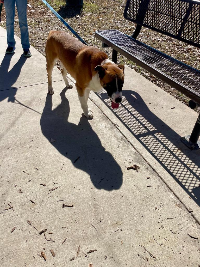 Enlarge Ollie Boy, a Adoptable Labrador Retriever in New Braunfels, TX image 1/6