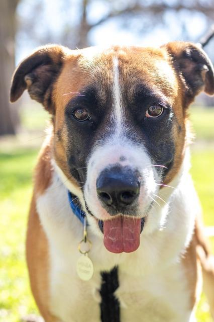 Enlarge Ollie Boy, a Adoptable Labrador Retriever in New Braunfels, TX image 2/6
