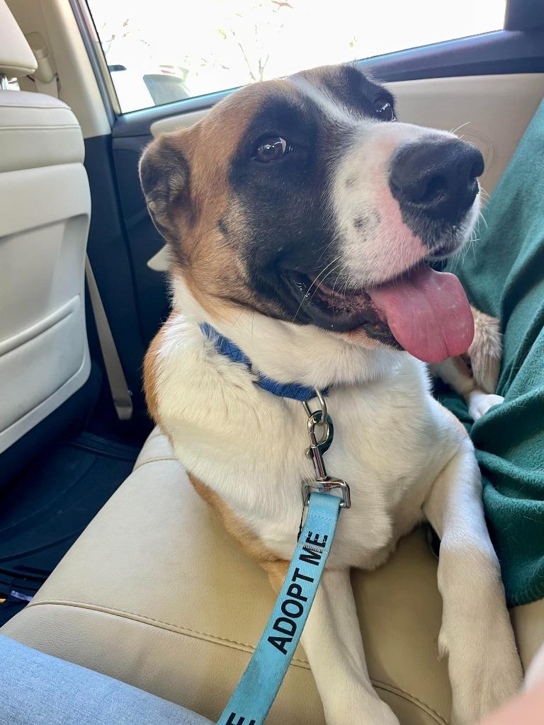 Enlarge Ollie Boy, a Adoptable Labrador Retriever in New Braunfels, TX image 3/6