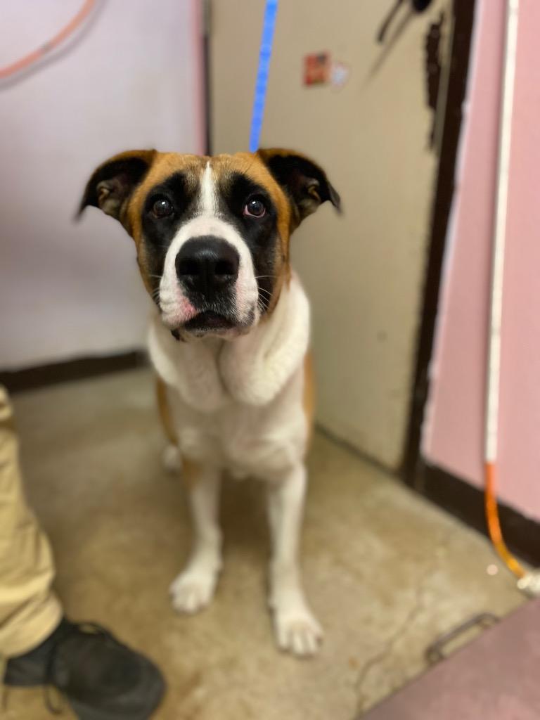 Enlarge Ollie Boy, a Adoptable Labrador Retriever in New Braunfels, TX image 5/6