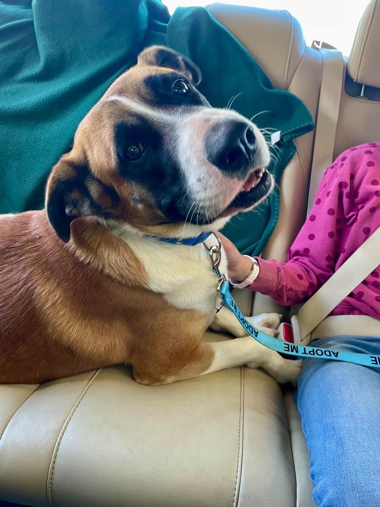 Enlarge Ollie Boy, a Adoptable Labrador Retriever in New Braunfels, TX image 5/6