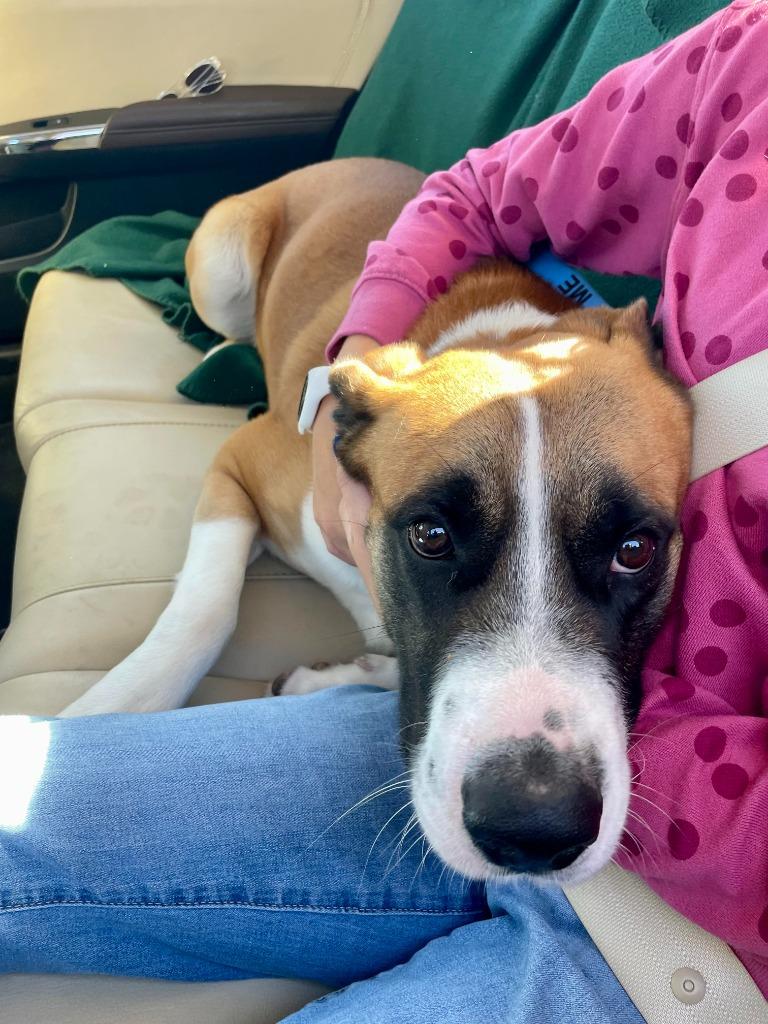 Enlarge Ollie Boy, a Adoptable Labrador Retriever in New Braunfels, TX image 6/6