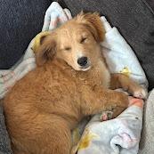 Toffee, a Adoptable Labrador Retriever in North Charleston, SC image 2/2