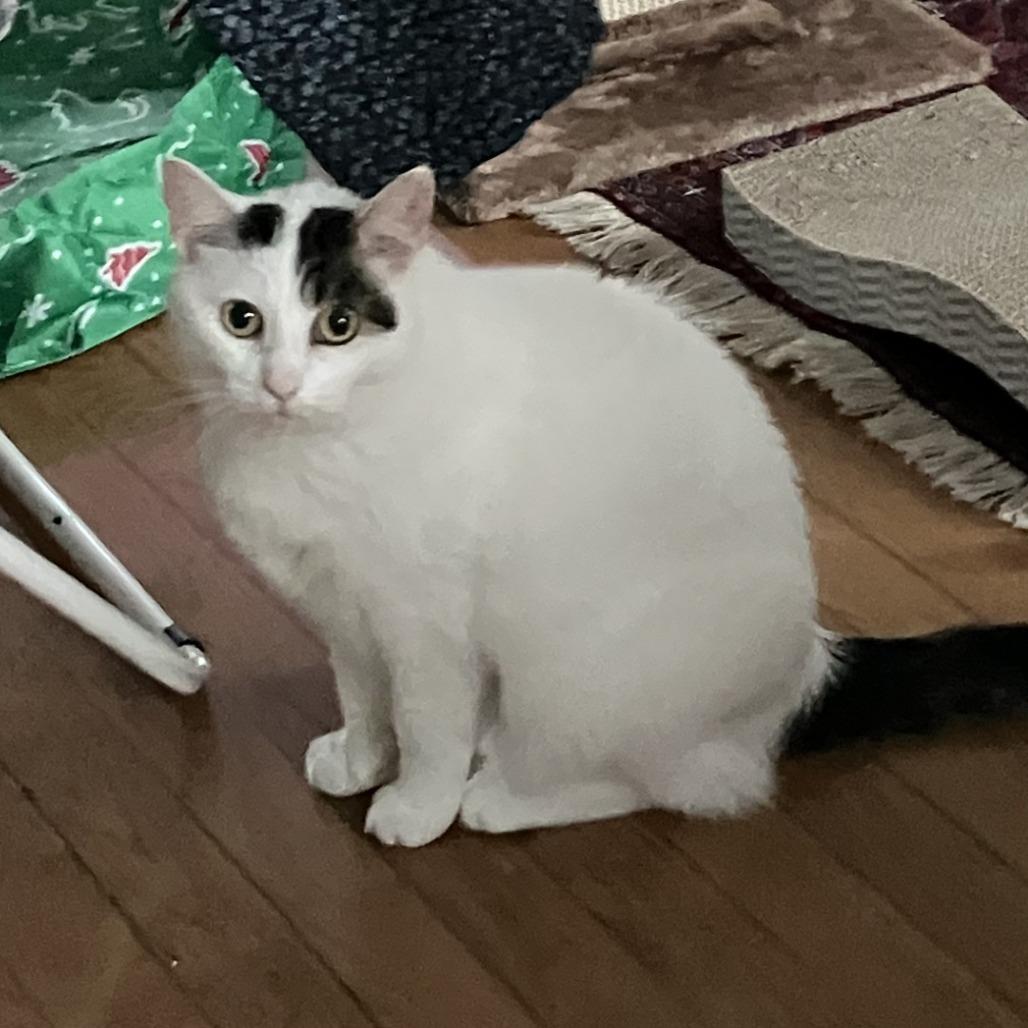 Enlarge Luna, a Adoptable Domestic Short Hair in Waukesha, WI image 1/2