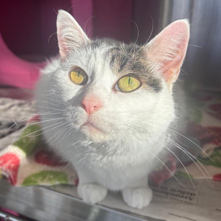 Enlarge Luna, a Adoptable Domestic Short Hair in Waukesha, WI image 2/2