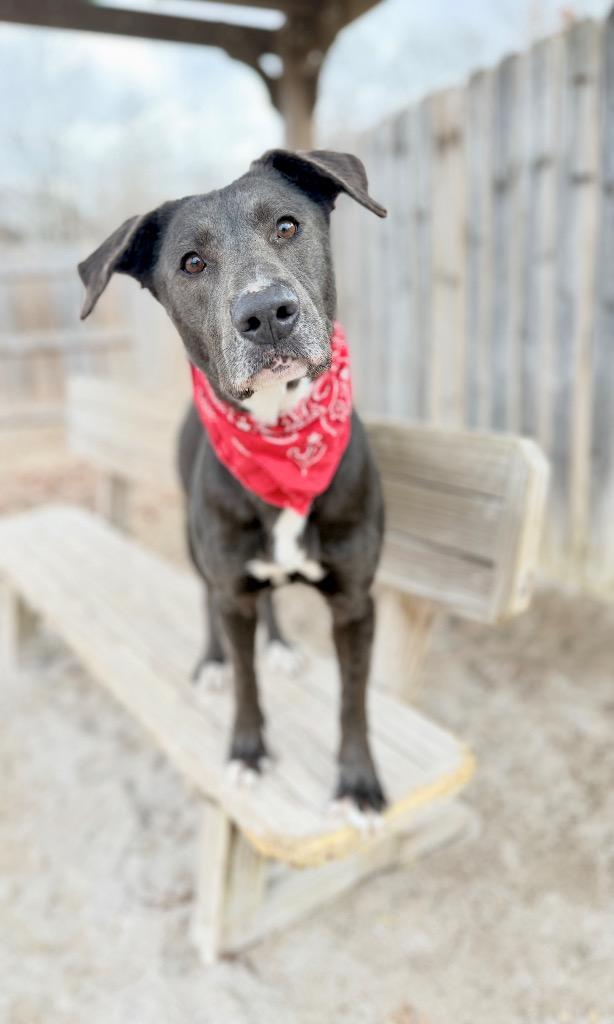 Nova, Adoptable, Adult Female Labrador Retriever.