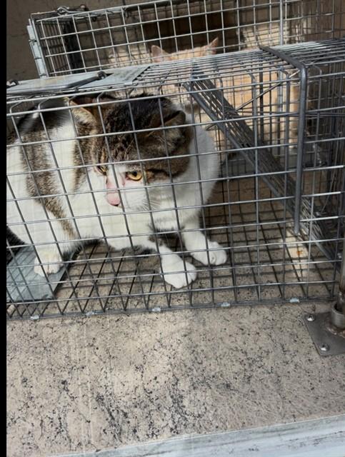 Enlarge MAN MAN, a Adoptable Domestic Short Hair in Louisville, KY image 1/1