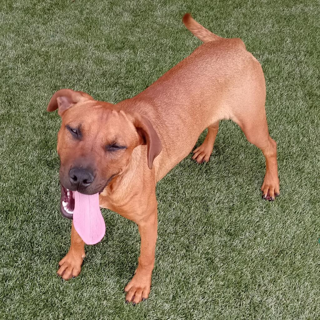 Abi, Adoptable, Adult Female Labrador Retriever.