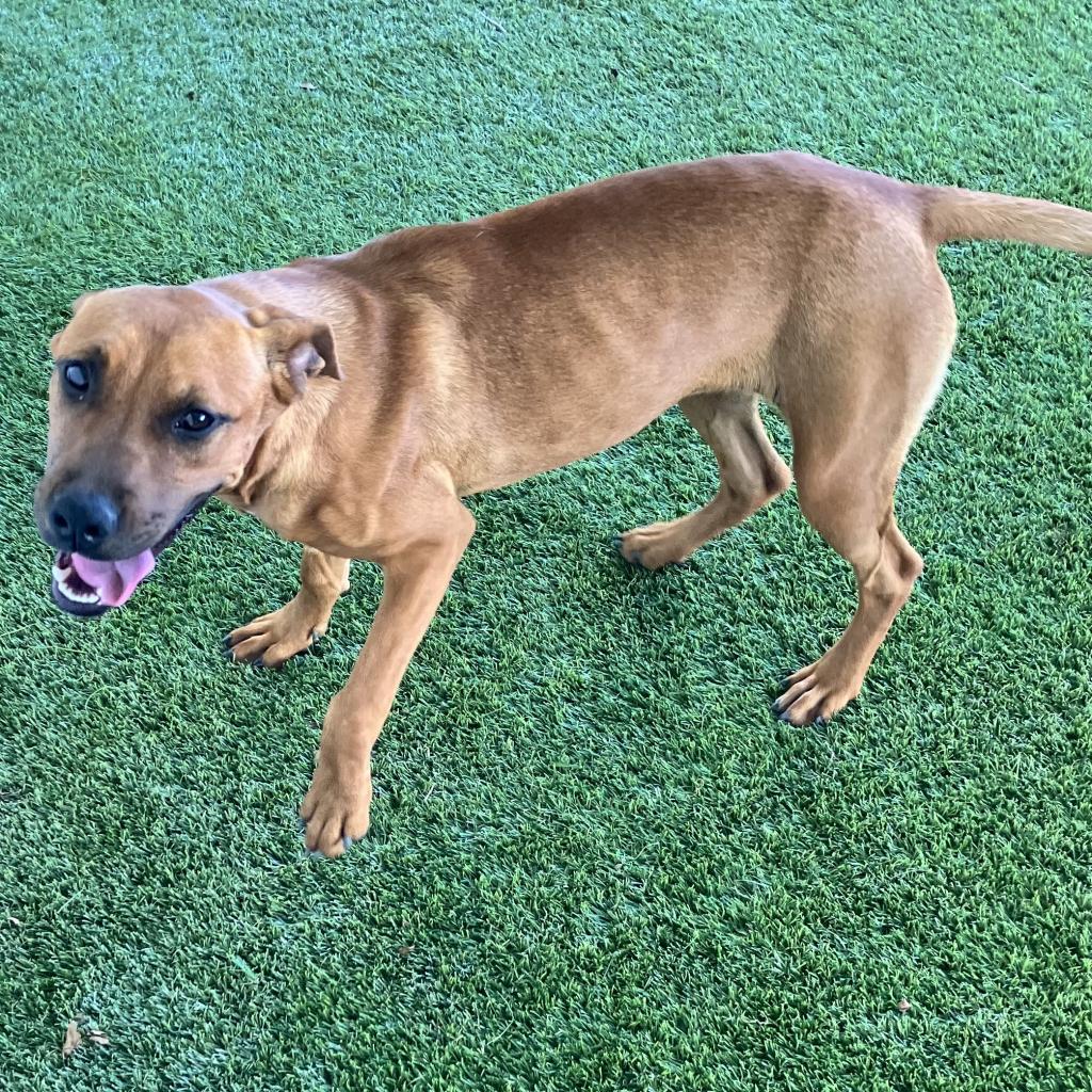 Enlarge Abi, a Adoptable mixed breed in LOXAHATCHEE, FL image 2/4