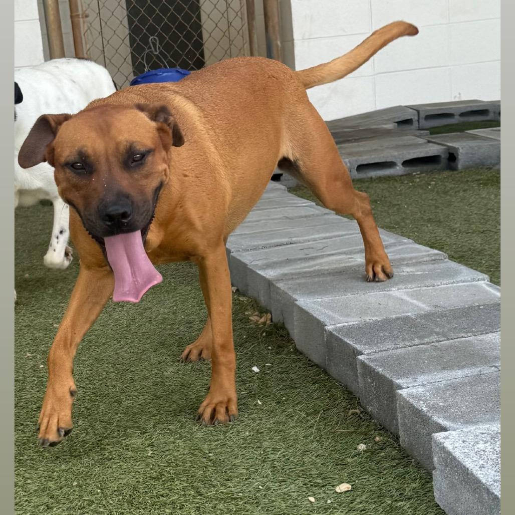 Enlarge Abi, a Adoptable mixed breed in LOXAHATCHEE, FL image 3/4