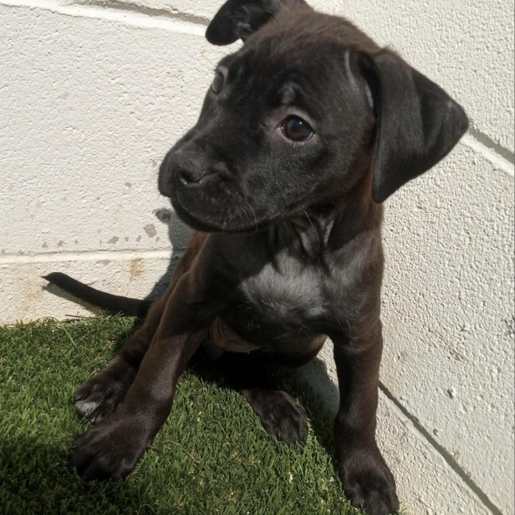 Enlarge Abi, a Adoptable mixed breed in LOXAHATCHEE, FL image 4/4