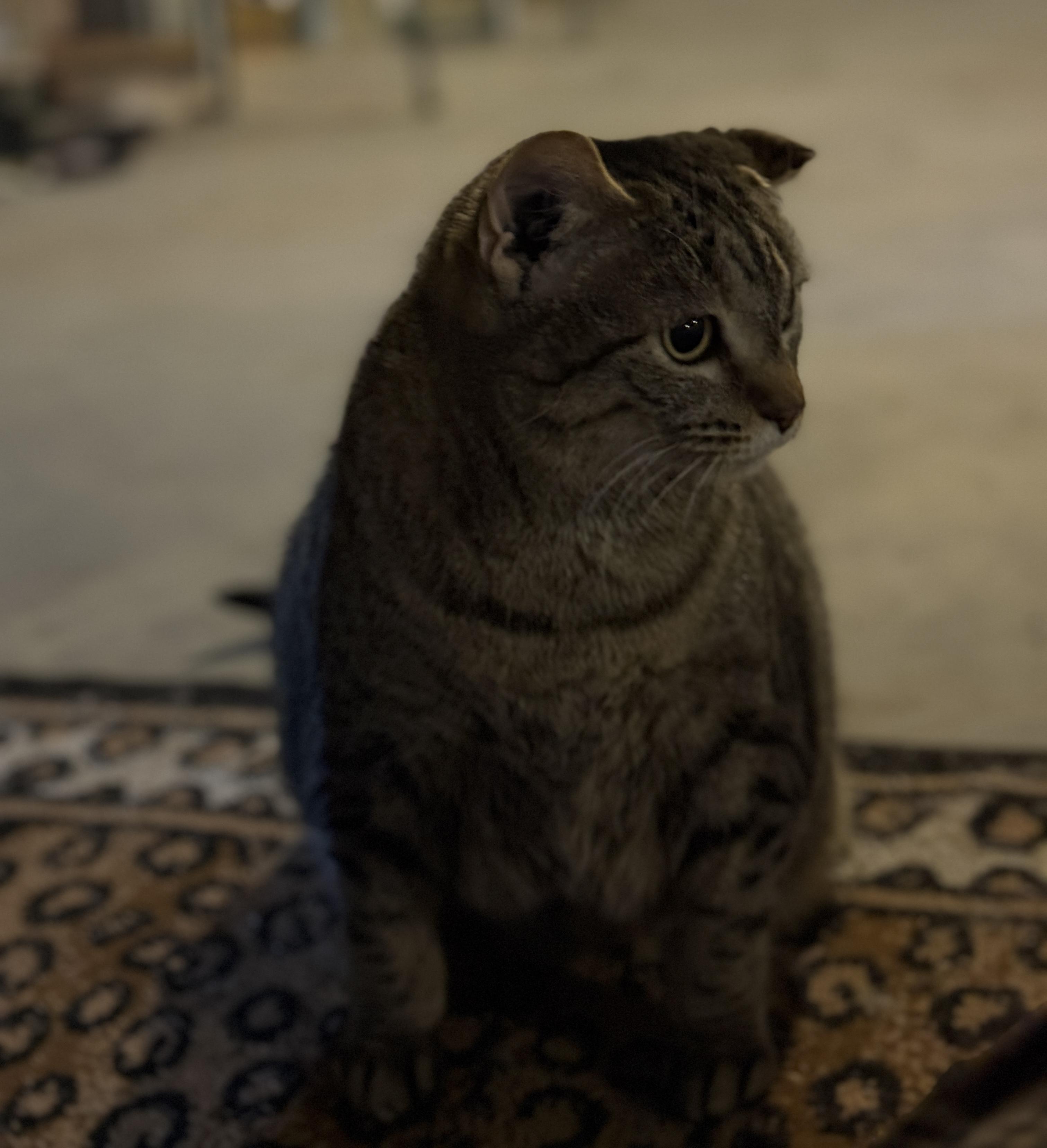 Enlarge Snorlax, a Adoptable Tabby in Auburn, NE image 3/6