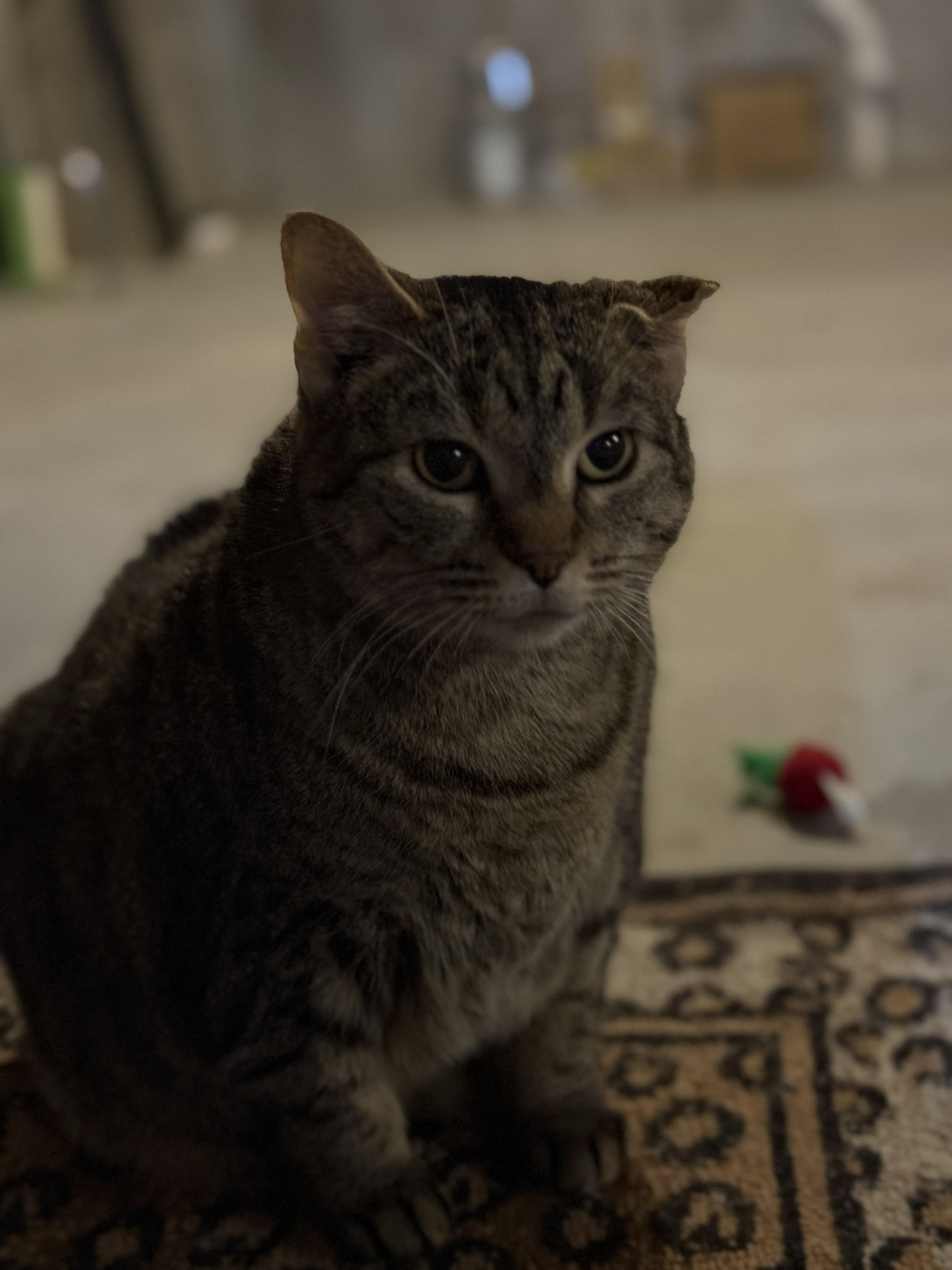 Enlarge Snorlax, a Adoptable Tabby in Auburn, NE image 2/6