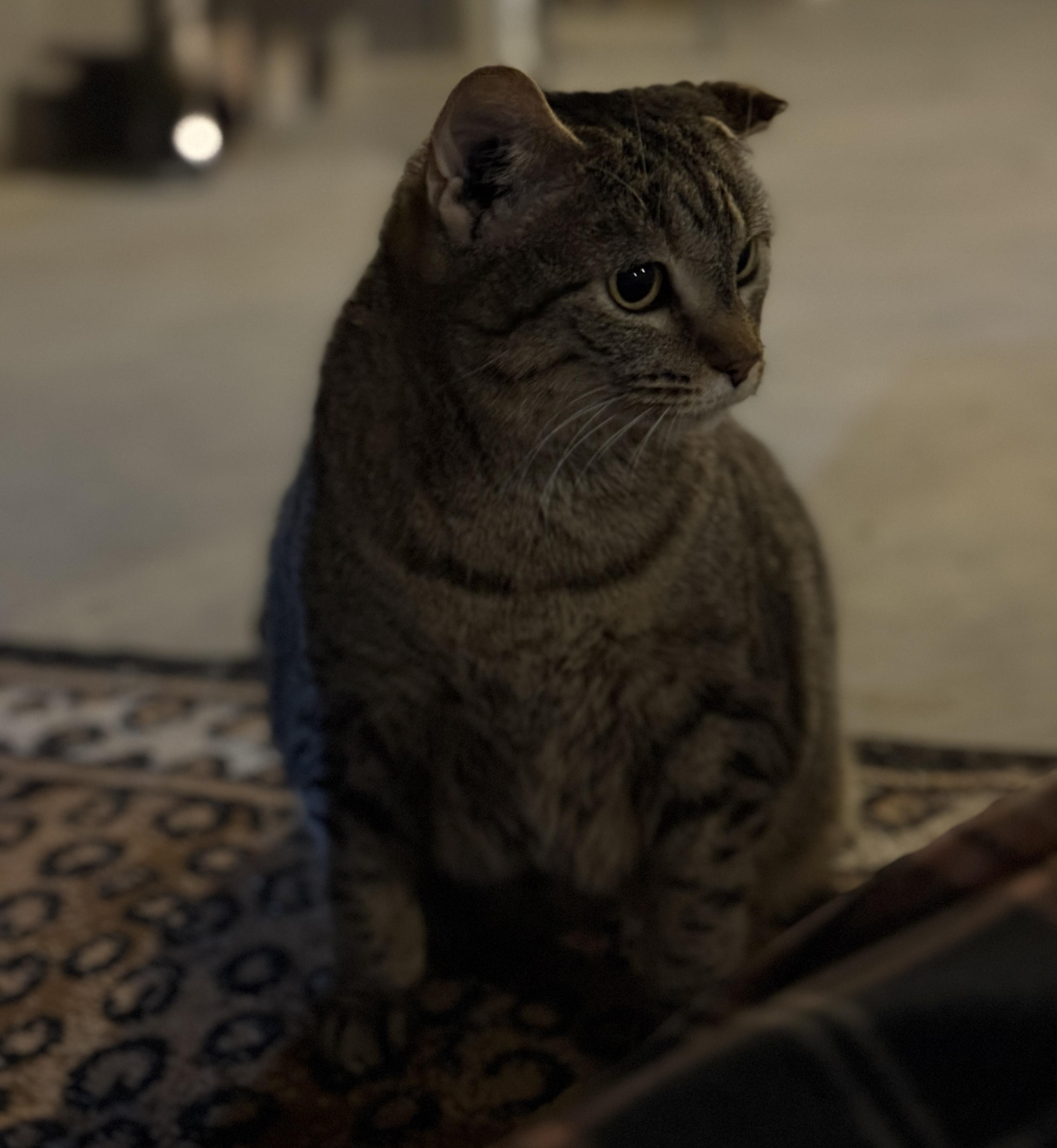 Enlarge Snorlax, a Adoptable Tabby in Auburn, NE image 5/6