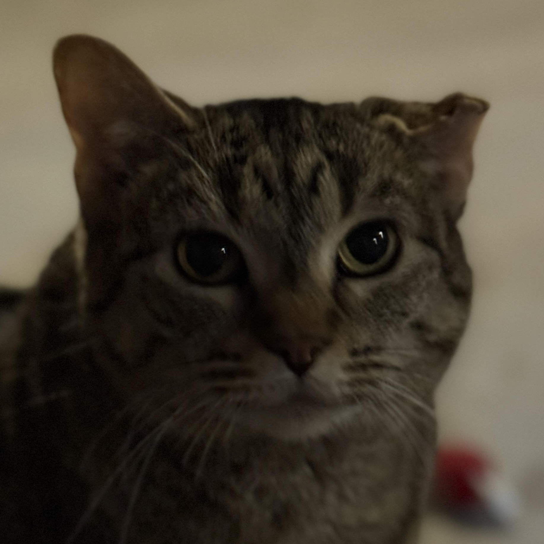 Enlarge Snorlax, a Adoptable Tabby in Auburn, NE image 1/6