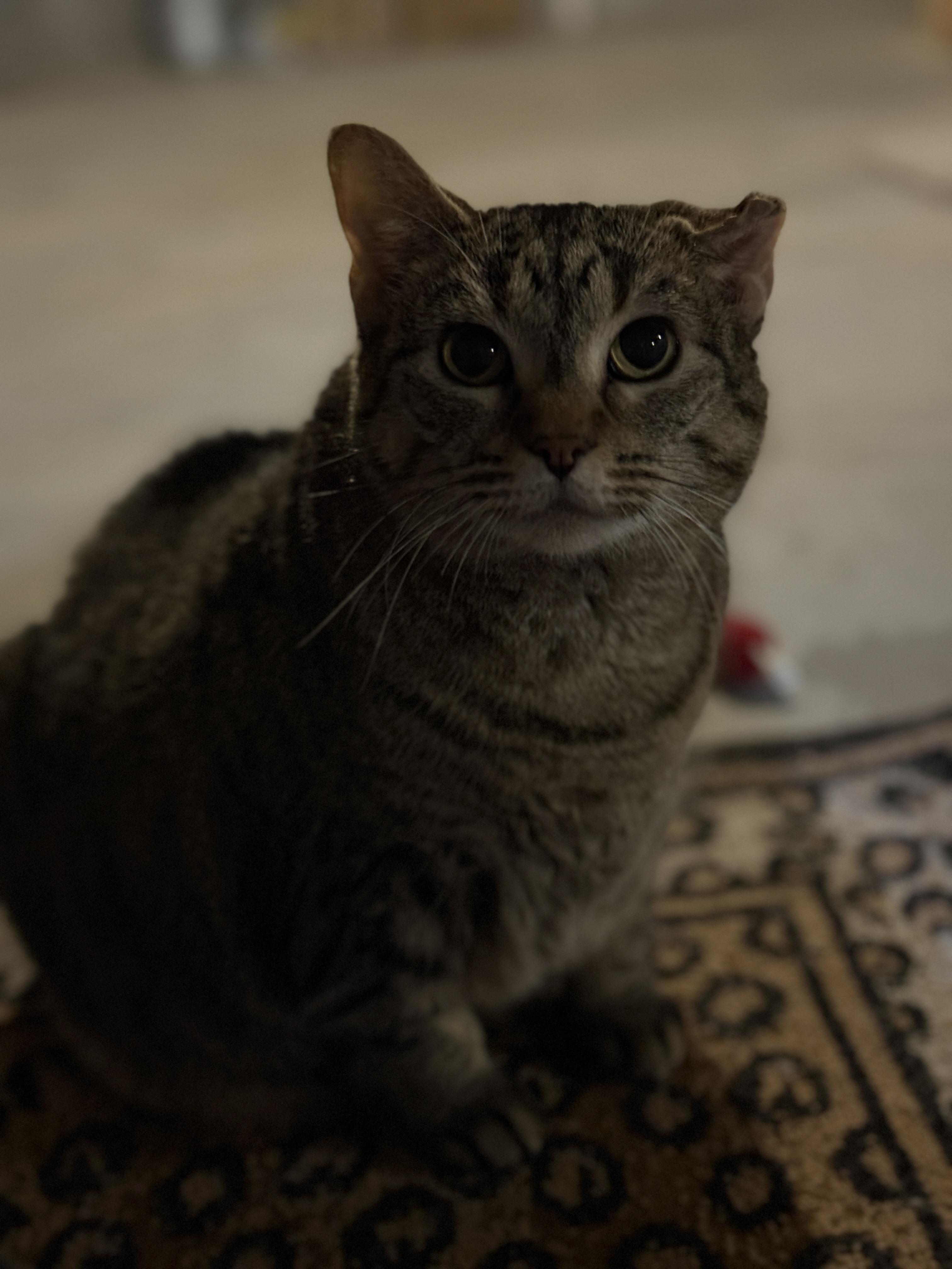 Enlarge Snorlax, a Adoptable Tabby in Auburn, NE image 6/6