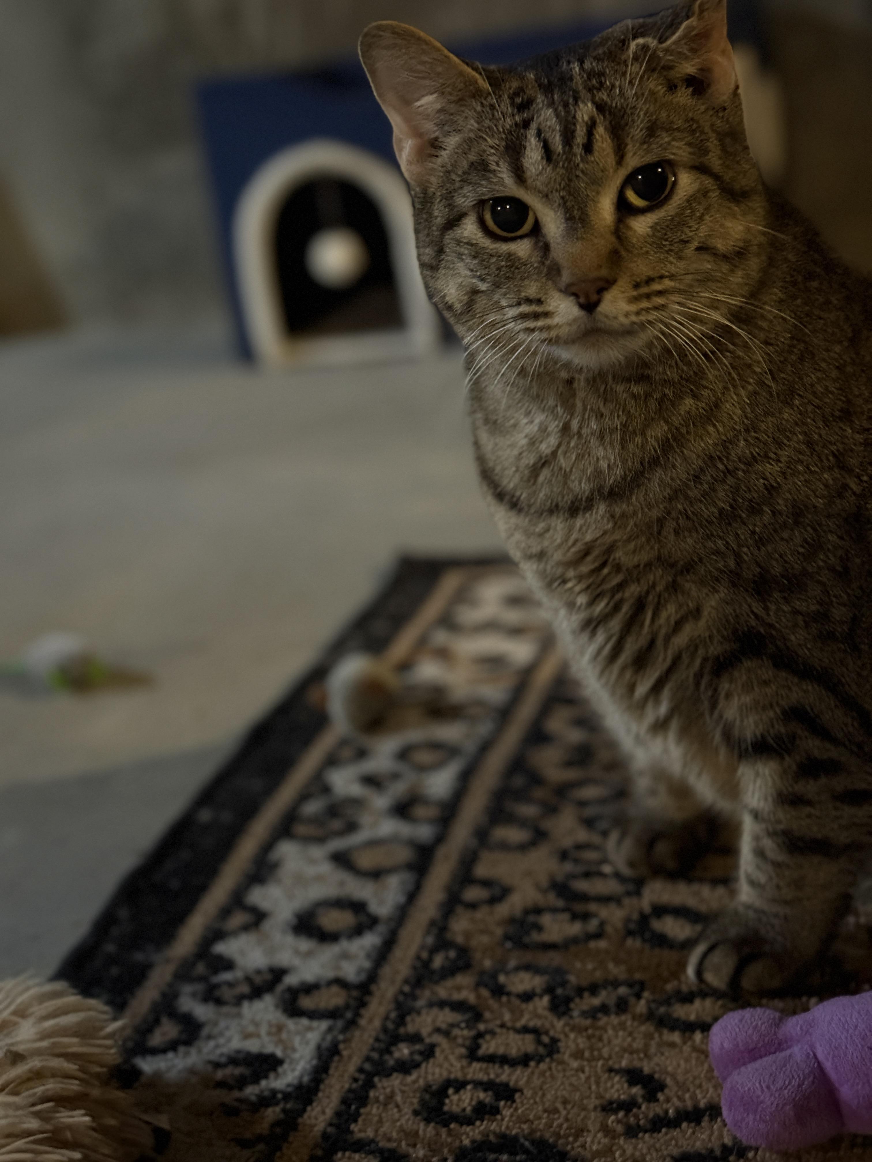 Enlarge Snorlax, a Adoptable Tabby in Auburn, NE image 4/6