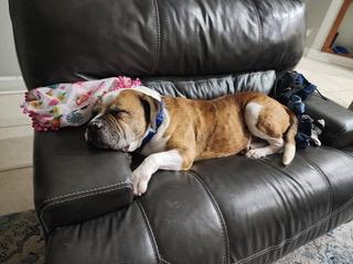 Lincoln, a Adoptable mixed breed in Longwood, FL image 2/5