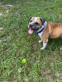 Lincoln, a Adoptable mixed breed in Longwood, FL image 3/5