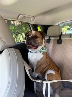 Lincoln, a Adoptable mixed breed in Longwood, FL image 4/5