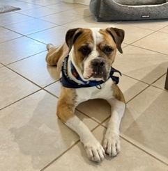 Lincoln, Adoptable, Adult Male Boxer.