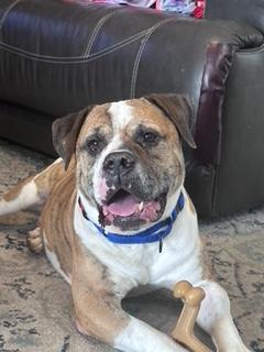 Lincoln, a Adoptable mixed breed in Longwood, FL image 5/5