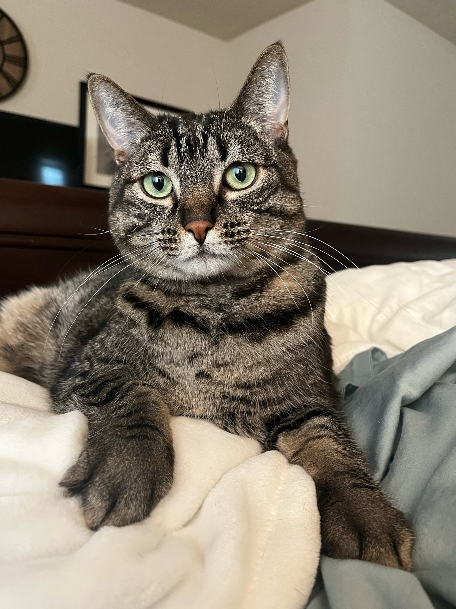 Toulouse , Adopted, Adult Male Domestic Short Hair.