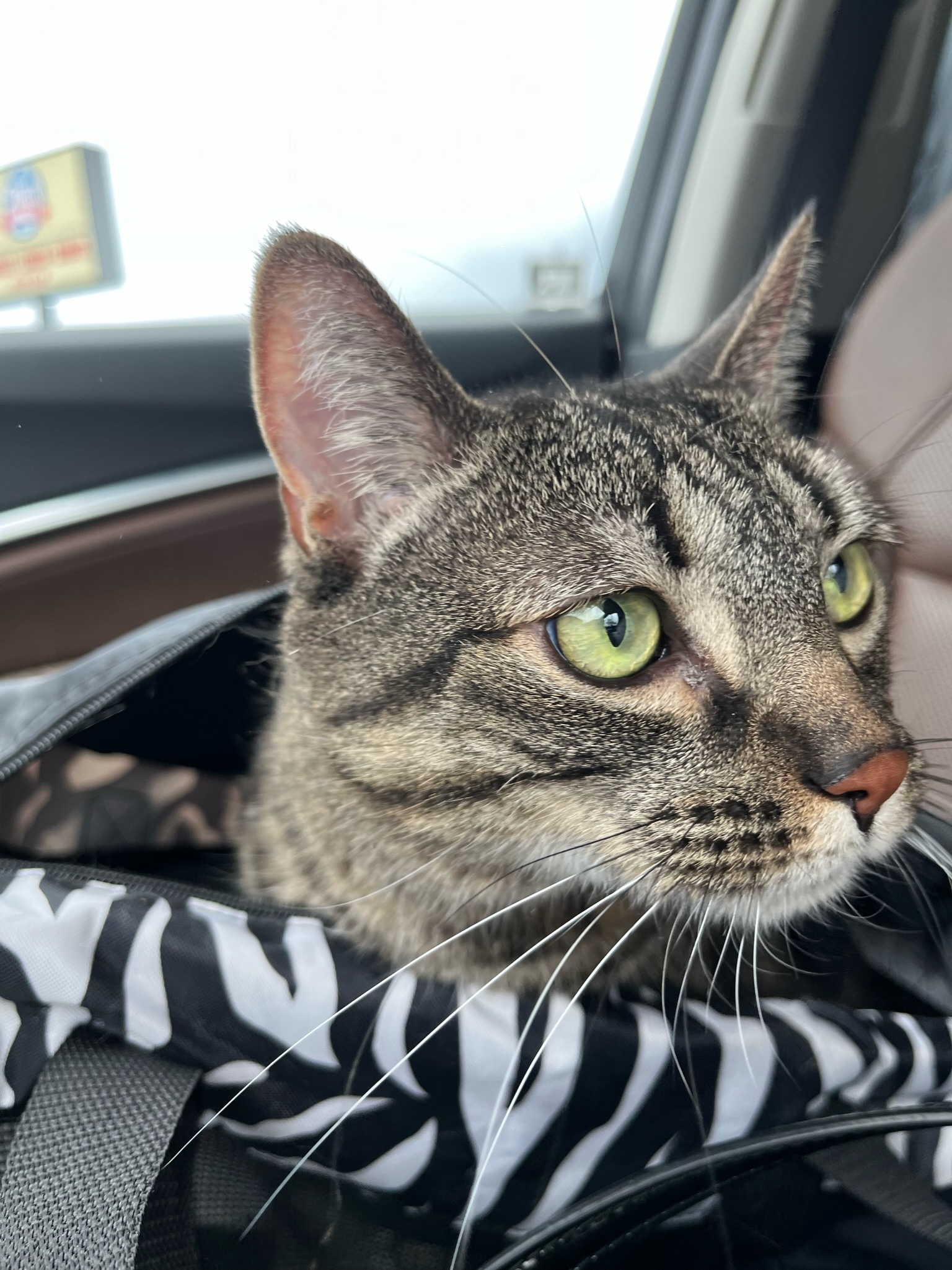 Enlarge Toulouse , a Adopted Domestic Short Hair in Pacific Palisades, CA image 3/14