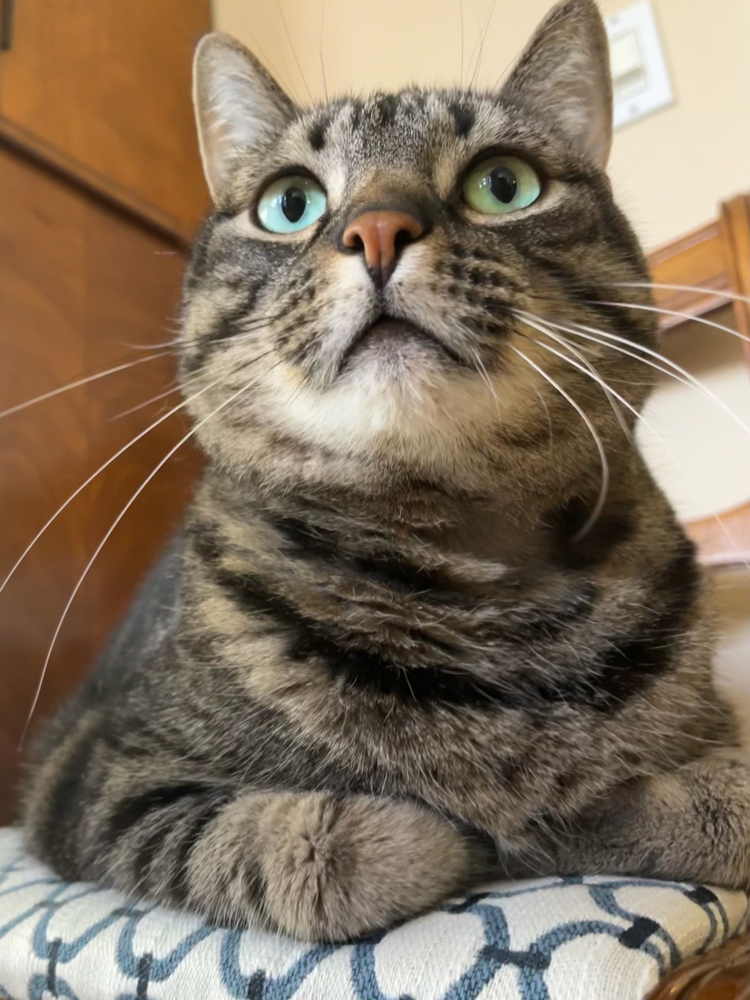 Enlarge Toulouse , a Adopted Domestic Short Hair in Pacific Palisades, CA image 4/14