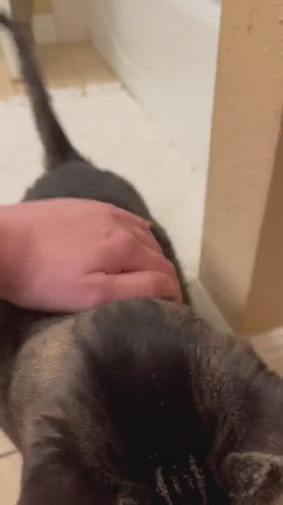 Enlarge Toulouse , a Adopted Domestic Short Hair in Pacific Palisades, CA video 14/14