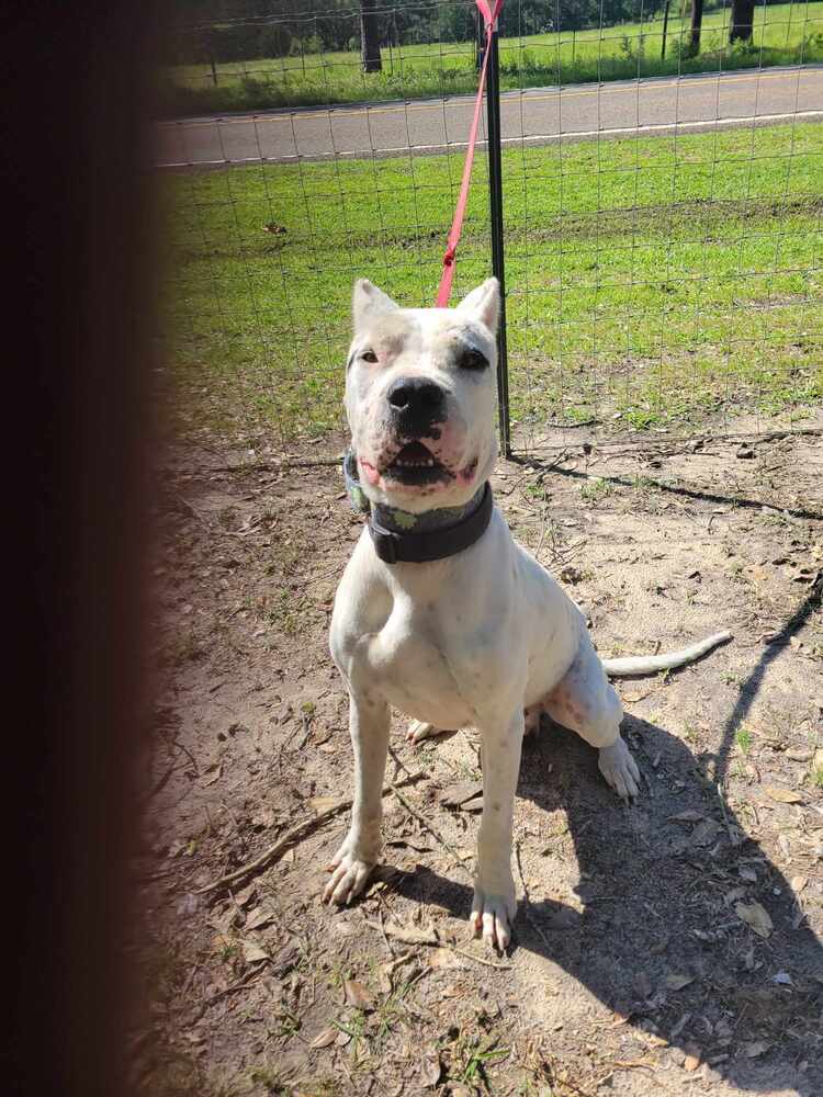 Andy, a Adoptable Dogo Argentino in Houston, TX image 1/5