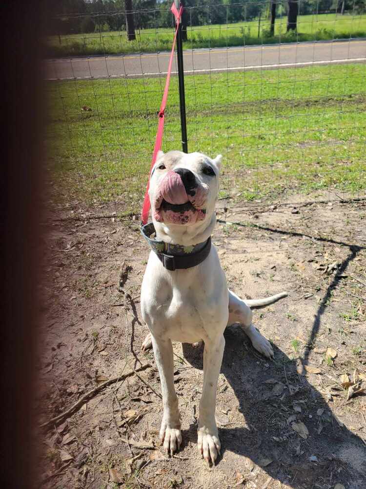 Andy, Adoptable, Young Male Dogo Argentino.