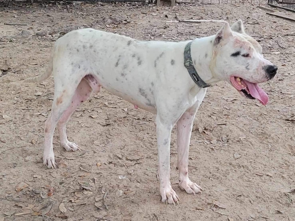 Andy, a Adoptable Dogo Argentino in Houston, TX image 3/5