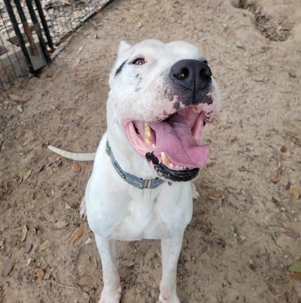 Andy, a Adoptable Dogo Argentino in Houston, TX image 4/5