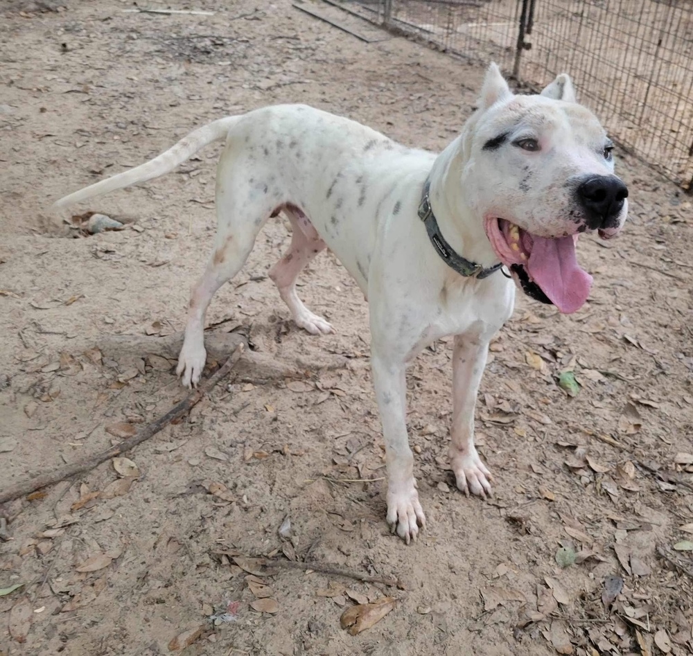 Andy, a Adoptable Dogo Argentino in Houston, TX image 5/5