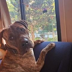 Enlarge Augustus, a Adoptable mixed breed in Cumberland, RI image 6/6
