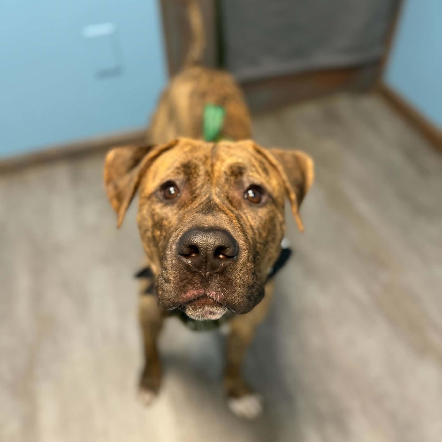 Enlarge Augustus, a Adoptable mixed breed in Cumberland, RI image 4/6