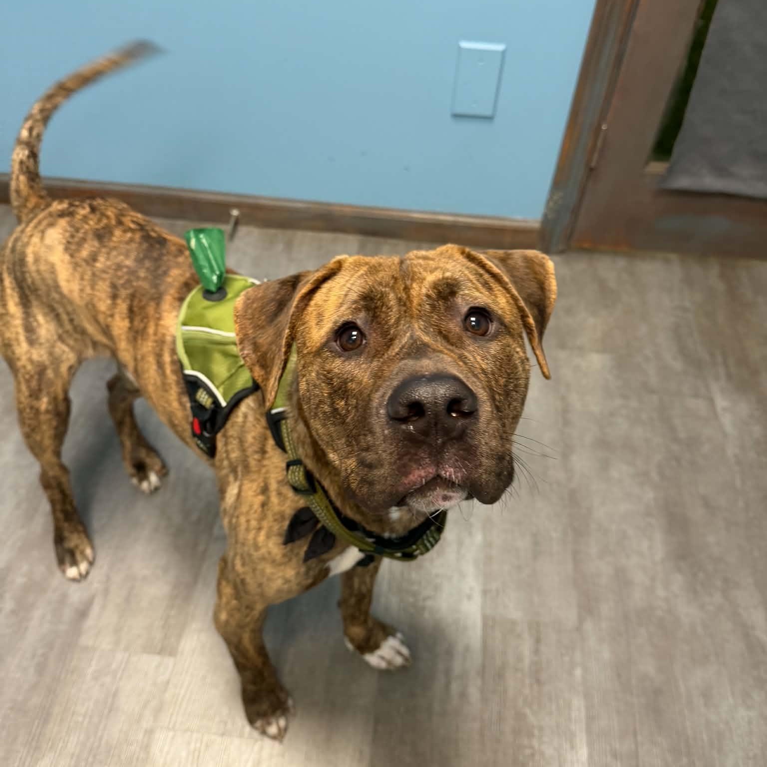 Enlarge Augustus, a Adoptable mixed breed in Cumberland, RI image 3/6