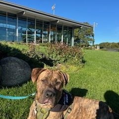 Enlarge Augustus, a Adoptable mixed breed in Cumberland, RI image 5/6