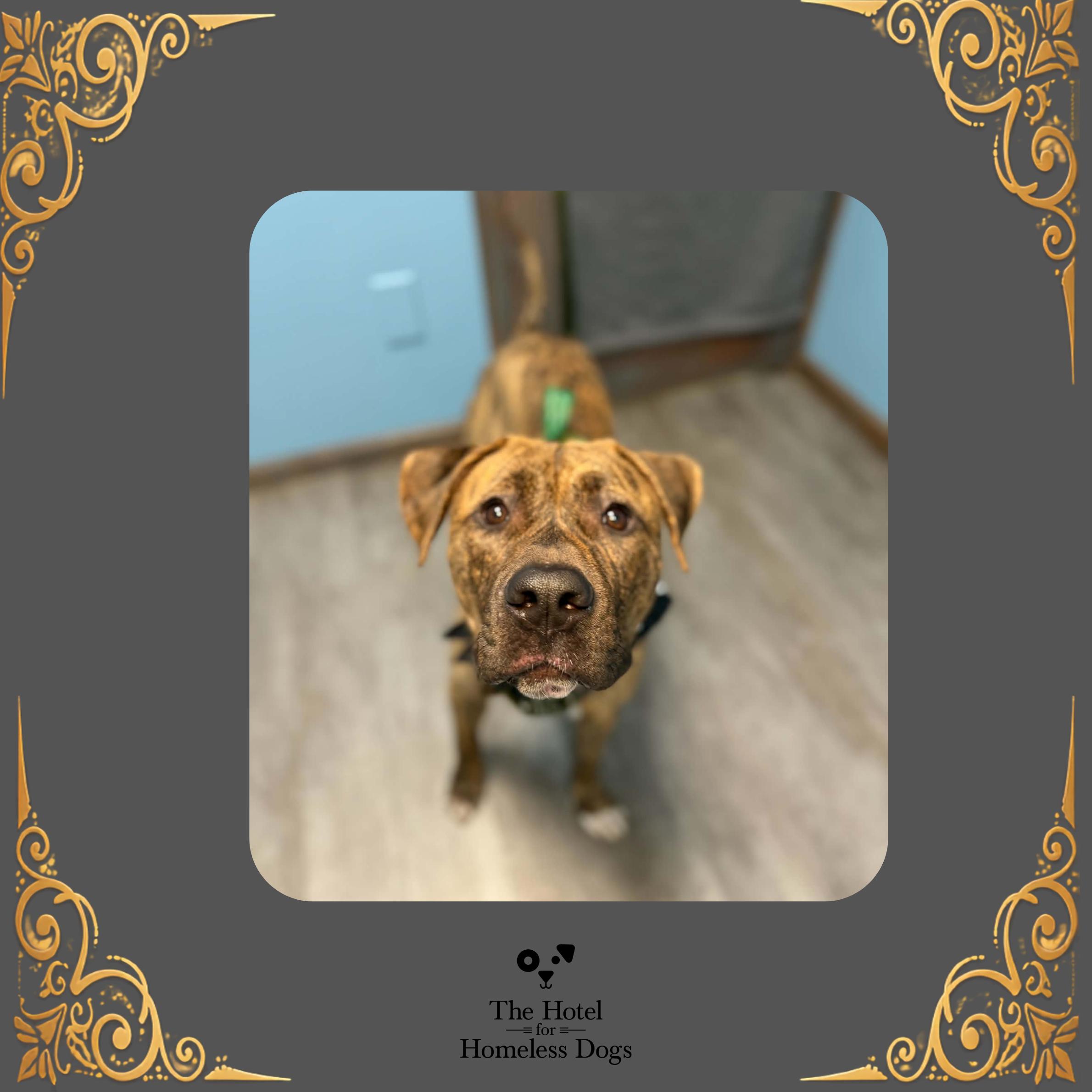 Enlarge Augustus, a Adoptable mixed breed in Cumberland, RI image 1/6