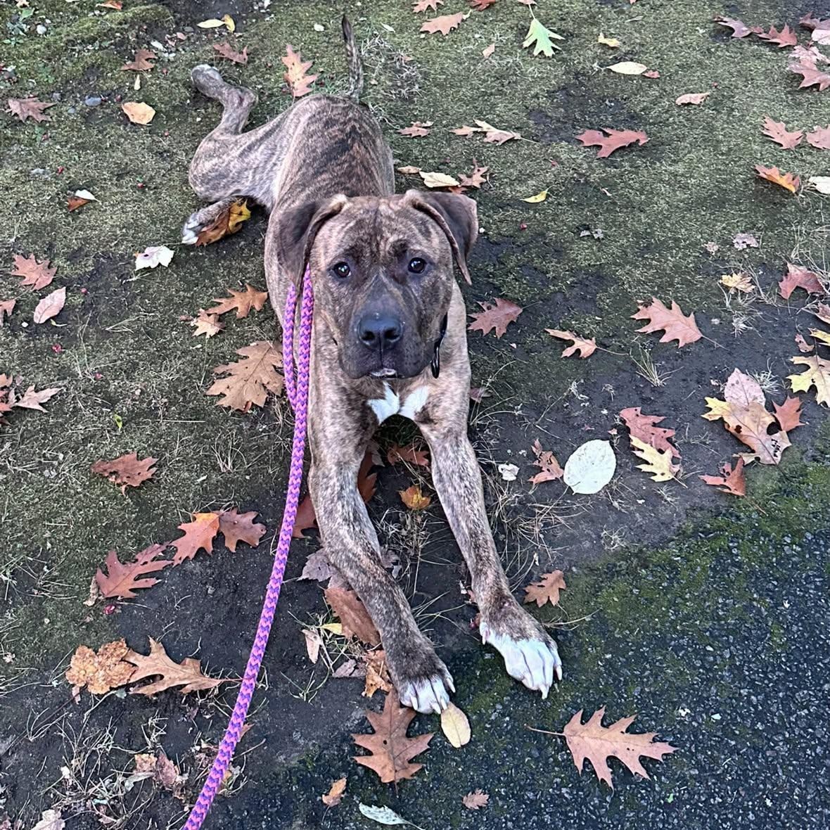 Enlarge Augustus, a Adoptable mixed breed in Cumberland, RI image 2/6