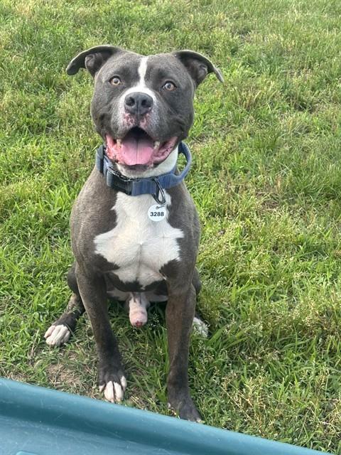 Enlarge CORTEZ, a Adoptable Pit Bull Terrier in Upper Marlboro, MD image 1/1