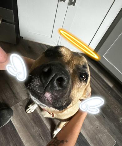 Cholula, Adoptable, Young Female American Bulldog & German Shepherd Dog.