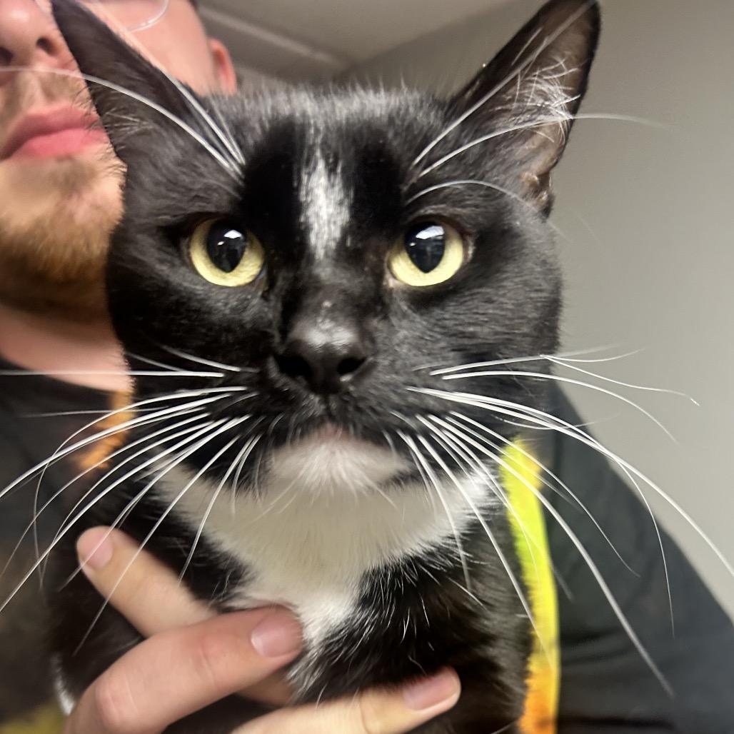 Aladdin, a Adoptable Domestic Short Hair in Uniontown, PA image 1/3